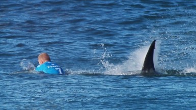 After what happened to Mick Fanning, do you think surfing is too dangerous?